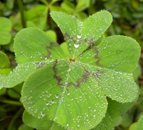 Fotografia de Mary - Galeria Fotografica: Trboles de la suerte - Foto: 