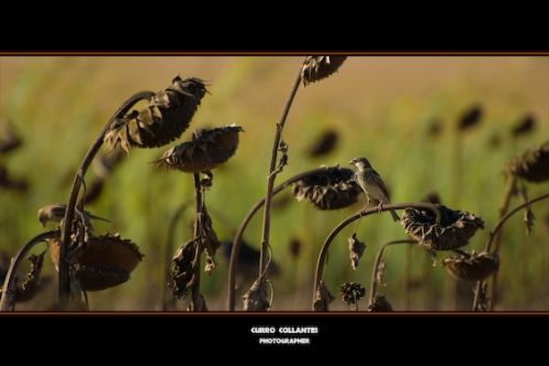 Fotografia de La Oveja Enamorada - Galeria Fotografica: Naturaleza 2009 - Foto: 