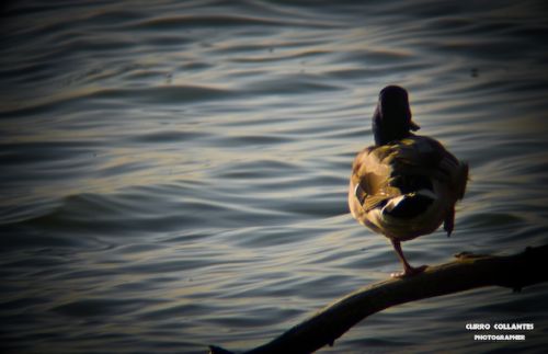 Fotografia de La Oveja Enamorada - Galeria Fotografica: Naturaleza 2009 - Foto: 