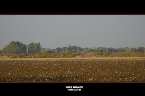 Fotografia de La Oveja Enamorada - Galeria Fotografica: Naturaleza 2009 - Foto: 