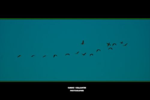 Fotografia de La Oveja Enamorada - Galeria Fotografica: Naturaleza 2009 - Foto: 