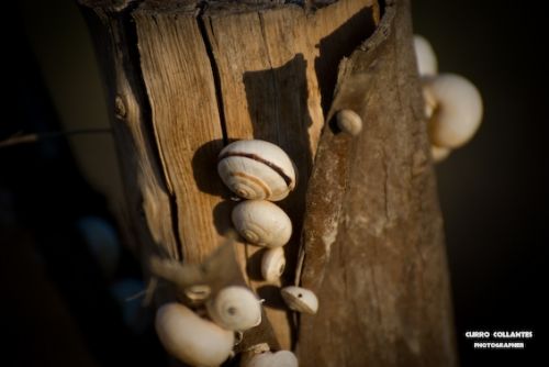 Fotografia de La Oveja Enamorada - Galeria Fotografica: Naturaleza 2009 - Foto: 