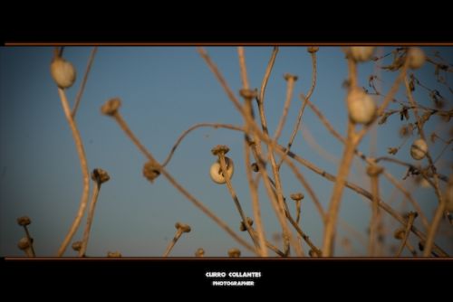 Fotografia de La Oveja Enamorada - Galeria Fotografica: Naturaleza 2009 - Foto: 