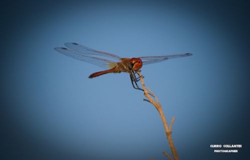 Fotografia de La Oveja Enamorada - Galeria Fotografica: Naturaleza 2009 - Foto: 