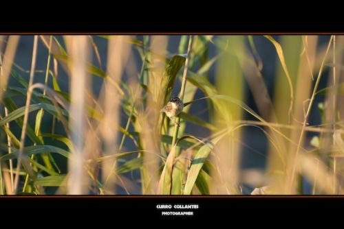 Fotografia de La Oveja Enamorada - Galeria Fotografica: Naturaleza 2009 - Foto: 