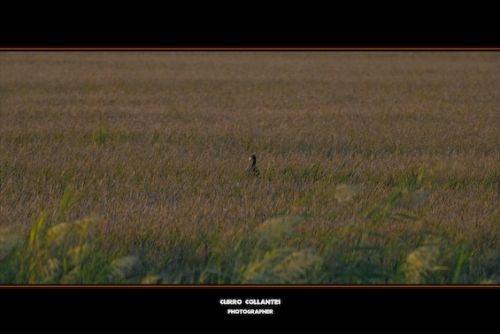 Fotografia de La Oveja Enamorada - Galeria Fotografica: Naturaleza 2009 - Foto: 