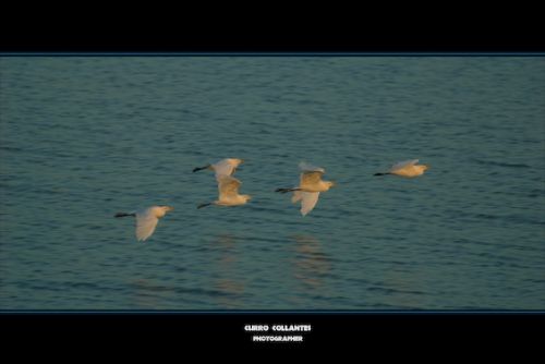 Fotografia de La Oveja Enamorada - Galeria Fotografica: Naturaleza 2009 - Foto: 