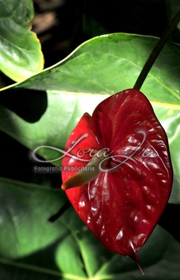 Fotografia de CARLOS LORA Jr - Galeria Fotografica: Naturaleza colombiana - Foto: 