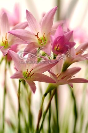 Fotografia de CARLOS LORA Jr - Galeria Fotografica: Naturaleza colombiana - Foto: 