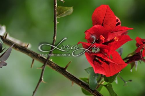 Fotografia de CARLOS LORA Jr - Galeria Fotografica: Naturaleza colombiana - Foto: 