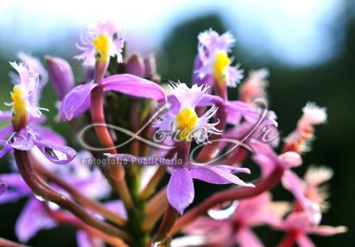 Fotografia de CARLOS LORA Jr - Galeria Fotografica: Naturaleza colombiana - Foto: 