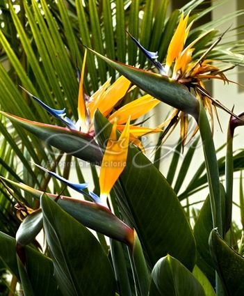 Fotografia de CARLOS LORA Jr - Galeria Fotografica: Naturaleza colombiana - Foto: 