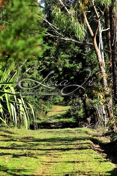 Fotografia de CARLOS LORA Jr - Galeria Fotografica: Naturaleza colombiana - Foto: 