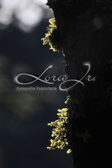 Fotografia de CARLOS LORA Jr - Galeria Fotografica: Naturaleza colombiana - Foto: 