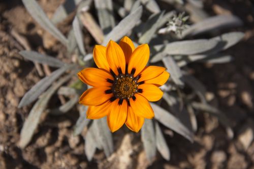 Fotografia de CRAM - Galeria Fotografica: BCN PRIMAVERA - Foto: Explosio