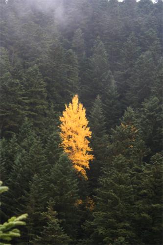 Fotografia de J.DanielL�pezJim�nez - Galeria Fotografica: Viajes - Foto: Val d'aran