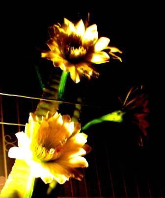 Fotografia de Kyanna - Galeria Fotografica: Pequeos detalles - Foto: Las Flores de mi Ventana