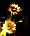 Fotos de Kyanna -  Foto: Pequeos detalles - Las Flores de mi Ventana