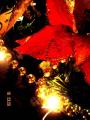 Foto de  Kyanna - Galería: Pequeos detalles - Fotografía: Flores de Navidad