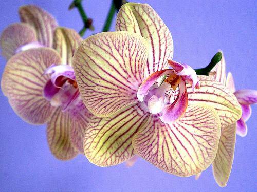 Fotografia de alegria - Galeria Fotografica: NATURALEZA,  flora  y  fauna - Foto: orquidea