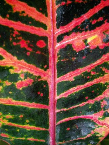 Fotografia de alegria - Galeria Fotografica: NATURALEZA,  flora  y  fauna - Foto: crocus