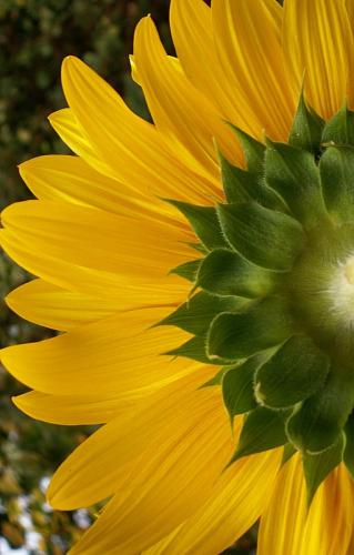 Fotografia de alegria - Galeria Fotografica: NATURALEZA,  flora  y  fauna - Foto: giraso