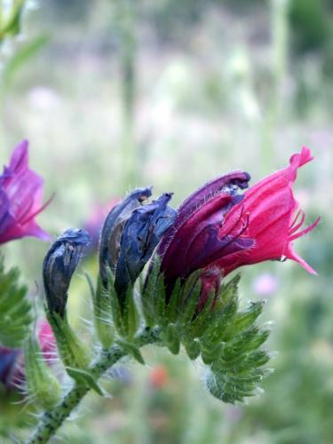 Fotografia de alegria - Galeria Fotografica: NATURALEZA,  flora  y  fauna - Foto: flor  silvestre