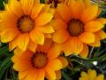 Fotos de alegria -  Foto: NATURALEZA,  flora  y  fauna - sinfonia en amarillo
