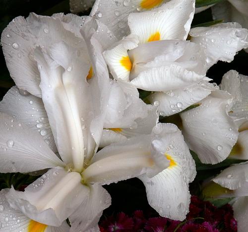Fotografia de alegria - Galeria Fotografica: NATURALEZA,  flora  y  fauna - Foto: lilium blanco