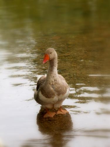 Fotografia de alegria - Galeria Fotografica: NATURALEZA,  flora  y  fauna - Foto: tromando un bao