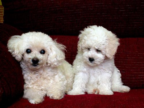 Fotografia de alegria - Galeria Fotografica: NATURALEZA,  flora  y  fauna - Foto: mis dos perritas