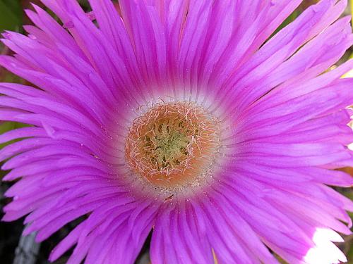 Fotografia de alegria - Galeria Fotografica: NATURALEZA,  flora  y  fauna - Foto: la flor de mi capricho