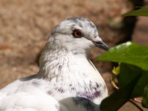 Fotografia de alegria - Galeria Fotografica: NATURALEZA,  flora  y  fauna - Foto: PALOMA BLANCA