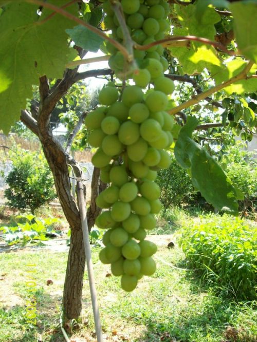 Fotografia de javitgna - Galeria Fotografica: Paisje - Foto: Vida