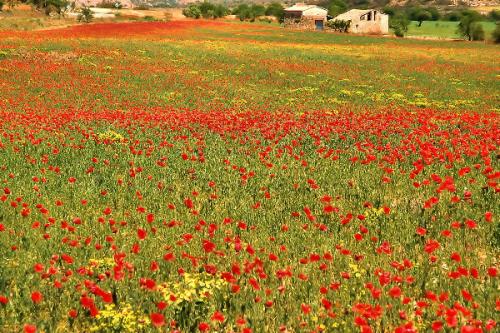 Fotografia de gumer - Galeria Fotografica: campo de amapolas - Foto: 