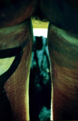 Fotografia de Regalhadas - Galeria Fotografica: El cuerpo - Foto: Botella con tap�n de pelo