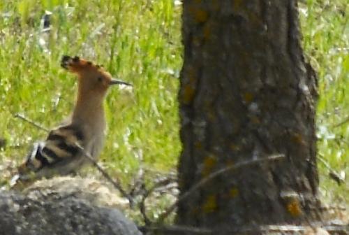 Fotografia de fotosalva - Galeria Fotografica: vida salvaje - Foto: pendiente de mi