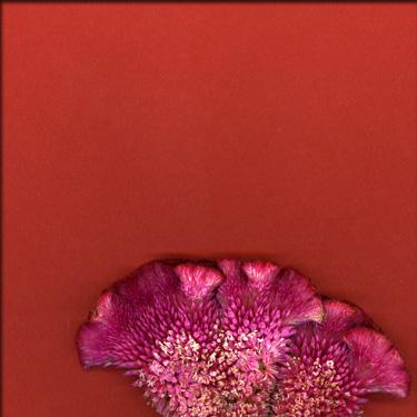 Fotografia de MAMEN MARI FOTOGRAFA - Galeria Fotografica: TEXTURAS - Foto: 