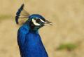 Fotos de fotosalva -  Foto: vida salvaje - pavo ral