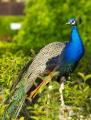 Fotos de fotosalva -  Foto: vida salvaje - pavo real enterito