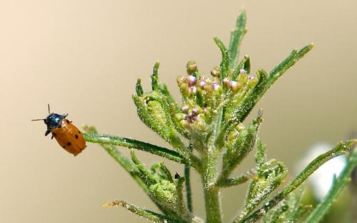 Fotografia de fotosalva - Galeria Fotografica: vida salvaje - Foto: divisando el horizonte