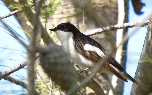 Fotografia de fotosalva - Galeria Fotografica: vida salvaje - Foto: te pille