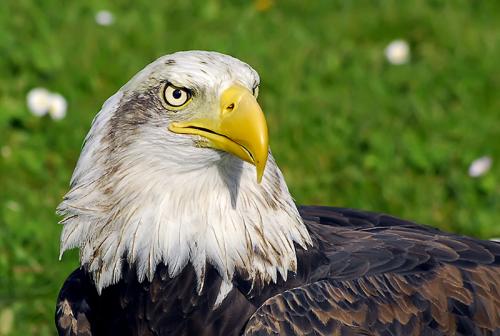 Fotografia de fotosalva - Galeria Fotografica: vida salvaje - Foto: mirada salvaje