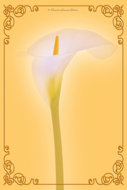 Fotografia de Yez - Galeria Fotografica: Un Lirio - Foto: Lirio 5