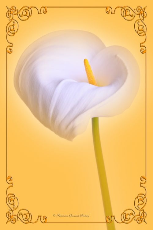 Fotografia de Yez - Galeria Fotografica: Un Lirio - Foto: Lirio 4