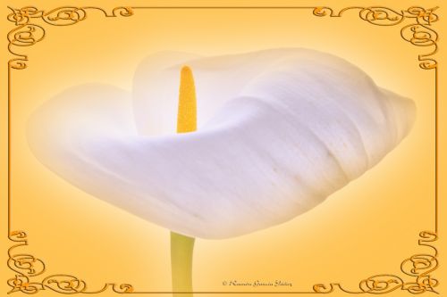 Fotografia de Yez - Galeria Fotografica: Un Lirio - Foto: Lirio 2