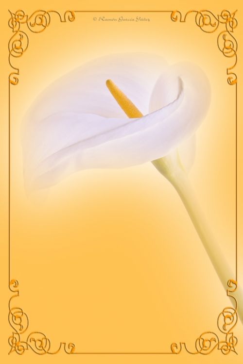 Fotografia de Yez - Galeria Fotografica: Un Lirio - Foto: Lirio 3