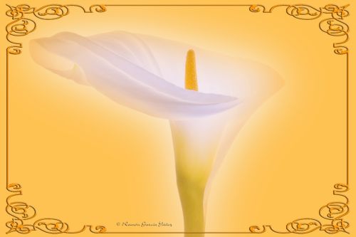 Fotografia de Yez - Galeria Fotografica: Un Lirio - Foto: Lirio 1