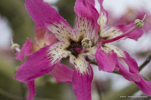 Fotografia de Rod Baires - Galeria Fotografica: Color - Foto: Color en Caminito