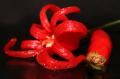 Fotos de zonacactus -  Foto: pequeos momentos de osio - aji en flor